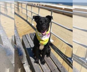 Labrador Retriever-Unknown Mix Dogs for adoption in Spring Lake, NJ, USA