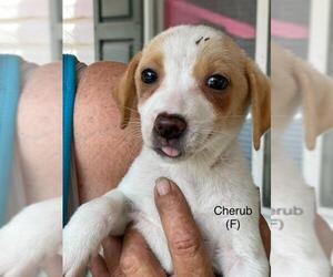 Jack Russell Terrier Dogs for adoption in Pembroke, GA, USA