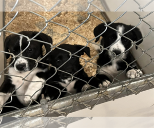 Borador Dogs for adoption in Unionville, PA, USA