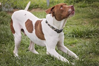Lab-Pointer Dogs for adoption in Pryor, OK, USA