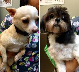 Shih Tzu Dogs for adoption in Flushing, NY, USA