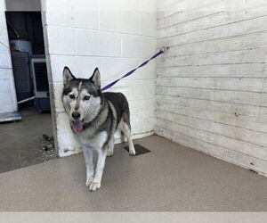Siberian Husky-Unknown Mix Dogs for adoption in San Bernardino, CA, USA