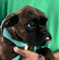 Medium Photo #1 Boxer Puppy For Sale in Jacksonville, AL, USA