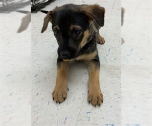 German Shepherd Dog-Unknown Mix Dogs for adoption in San Bernardino, CA, USA