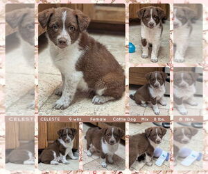 Mutt Dogs for adoption in Mesa, AZ, USA