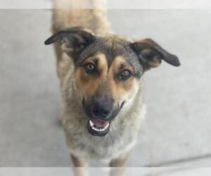 German Shepherd Dog Dogs for adoption in Tulsa, OK, USA