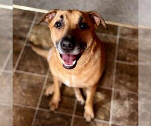 Labrador Retriever-Unknown Mix Dogs for adoption in Spring Lake, NC, USA