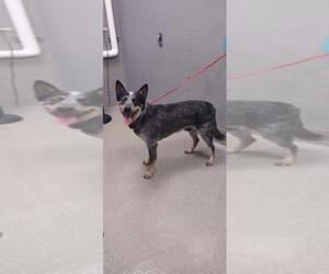Mutt Dogs for adoption in Las Vegas, NV, USA