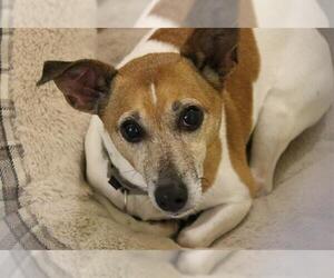 Rat Terrier Dogs for adoption in Brewster, MA, USA