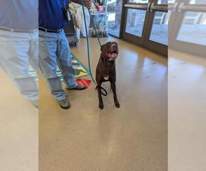 Labrador Retriever Dogs for adoption in Upland, CA, USA