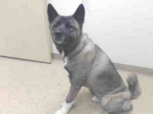 Akita Dogs for adoption in Palmer, AK, USA