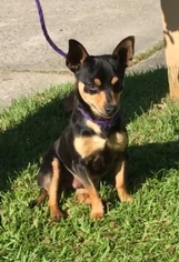 Chiweenie Dogs for adoption in Slidell, LA, USA