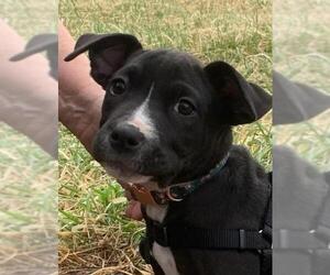 Lab-Pointer Dogs for adoption in Fredericksburg, VA, USA