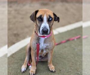 Mutt Dogs for adoption in Las Vegas, NV, USA