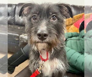 Mutt Dogs for adoption in Canton, CT, USA