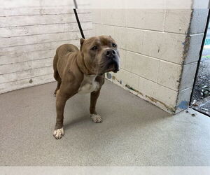 American Pit Bull Terrier Dogs for adoption in San Bernardino, CA, USA