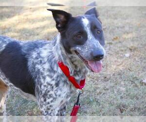 Mutt Dogs for adoption in Tallahassee, FL, USA
