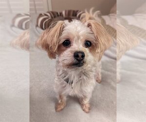 Maltese-Unknown Mix Dogs for adoption in Greensboro, NC, USA