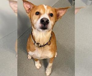 Labrador Retriever-Unknown Mix Dogs for adoption in Fayetteville, NC, USA