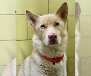 Siberian Husky Dogs for adoption in Woodland, CA, USA