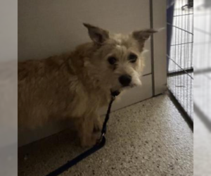 Mutt Dogs for adoption in Plymouth, MN, USA