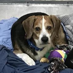Medium Photo #1 Beagle Puppy For Sale in Dedham, MA, USA
