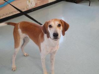 Treeing Walker Coonhound Dogs for adoption in Freeport, FL, USA