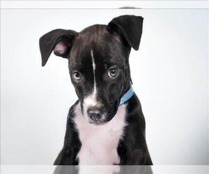 Chihuahua-Unknown Mix Dogs for adoption in Fort Collins, CO, USA