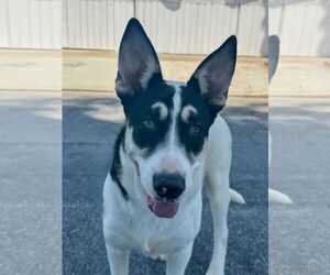 Mutt Dogs for adoption in Newport Beach, CA, USA