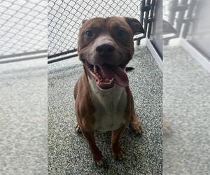 American Pit Bull Terrier-Unknown Mix Dogs for adoption in Salisbury, NC, USA