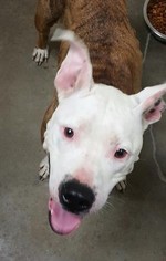 Bullypit Dogs for adoption in St. Ann, MO, USA