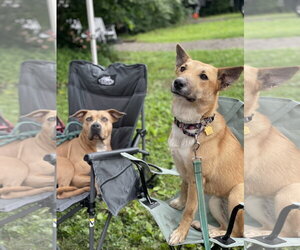 Collie-Unknown Mix Dogs for adoption in Lancaster, PA, USA