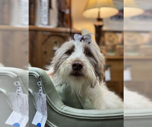 Aussiedoodle Dogs for adoption in Mundelein, IL, USA