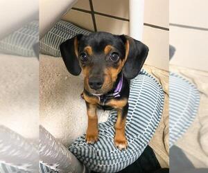 Beagle-Chihuahua Mix Dogs for adoption in Fort Wayne, IN, USA