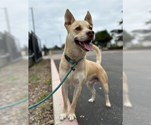 Carolina Dog Dogs for adoption in Santa Barbara, CA, USA