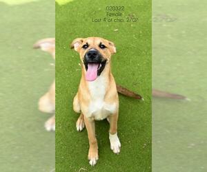 Black Mouth Cur Dogs for adoption in Sugar Land, TX, USA