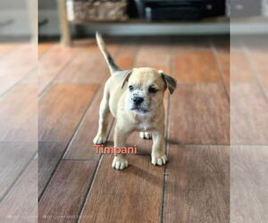 Australian Shepherd-Border Terrier Mix Dogs for adoption in Mission Viejo, CA, USA