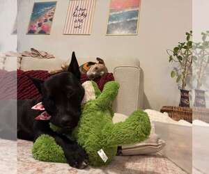 Labrador Retriever-Unknown Mix Dogs for adoption in The Woodlands, TX, USA