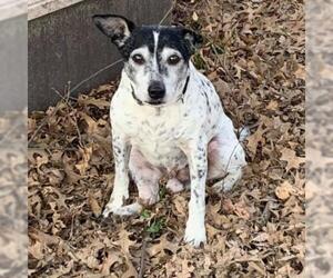 Jack Russell Terrier Dogs for adoption in Evansville, IN, USA