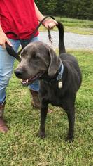 Labmaraner Dogs for adoption in Fredericksburg, VA, USA