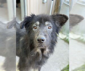 Mutt Dogs for adoption in Bemidji, MN, USA