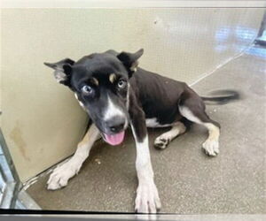 Siberian Husky Dogs for adoption in San Bernardino, CA, USA