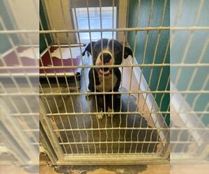 American Pit Bull Terrier-Unknown Mix Dogs for adoption in Texas City, TX, USA