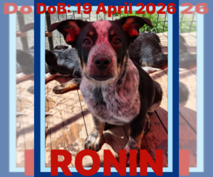 Mutt Dogs for adoption in Sebec, ME, USA