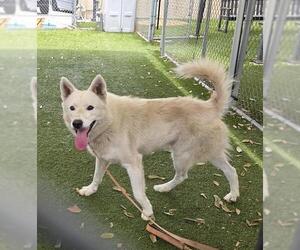 Siberian Husky Dogs for adoption in Downey, CA, USA