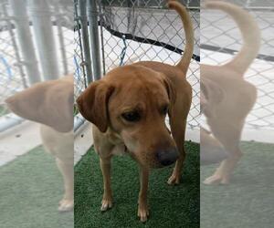 Labrador Retriever Dogs for adoption in Rowlett, TX, USA