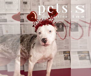 Mutt Dogs for adoption in Foristell, MO, USA