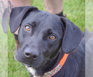 Mutt Dogs for adoption in Huntley, IL, USA