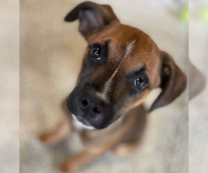 Chihuahua-Unknown Mix Dogs for adoption in St. Louis Park, MN, USA