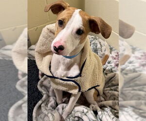 Beagle-Unknown Mix Dogs for adoption in Brewster, MA, USA